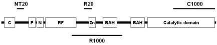 Dnmt1-specific polyclonal antibodies의 제작