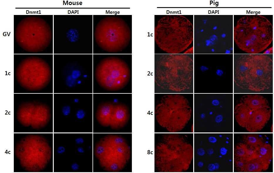생쥐 초기배 발달단계에서 peGFP-Dnmt1o 단백질의 발현