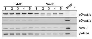 체세포로 핵치환 된 embryo에서 Dnmt1o transcripts의 발현