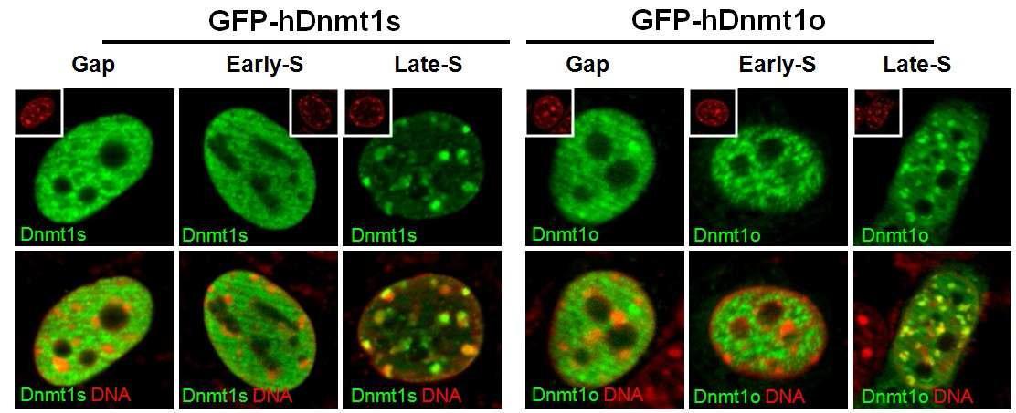 체세포 내 세포 주기-특이적 GFP-Dnmt1s 및 GFP-Dnmt1o 단백질의 위치 재편