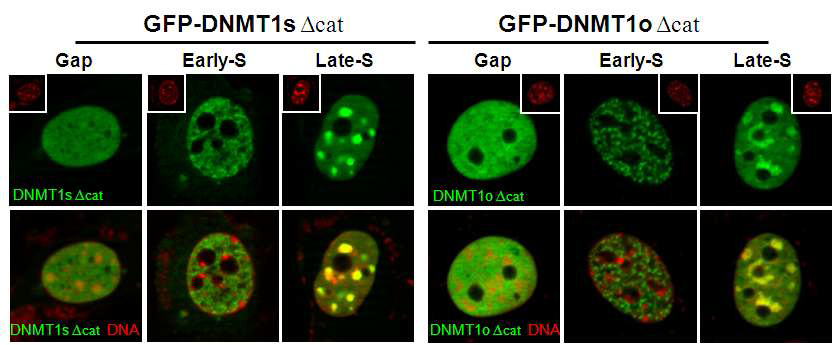 세포 내 세포 주기-특이적 pEGFP-DNMT1s△cat와 pEGFP-DNMT1o△cat 융합단백질의 발현 양상