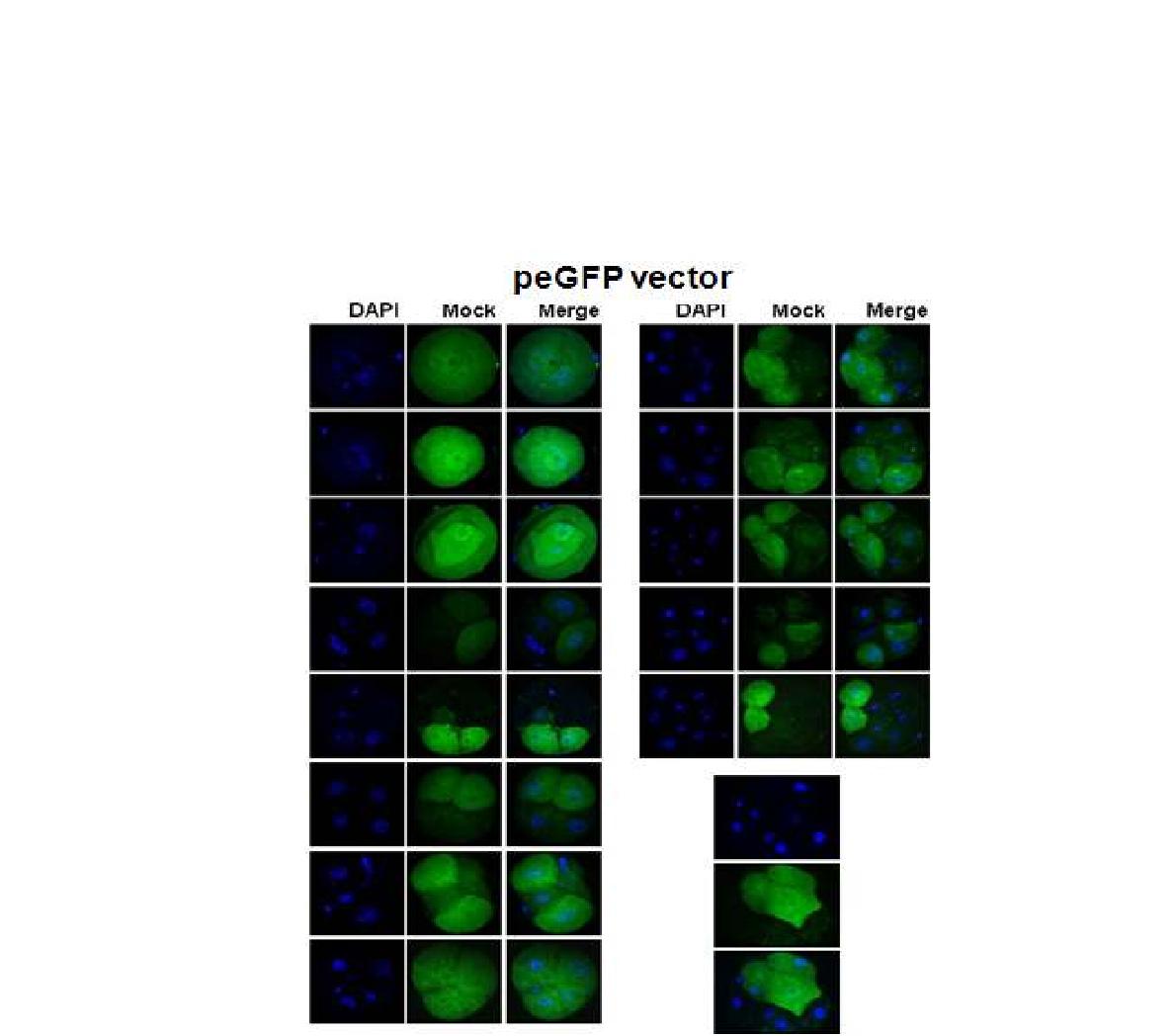 생쥐 초기배에서 peGFP 벡터 발현