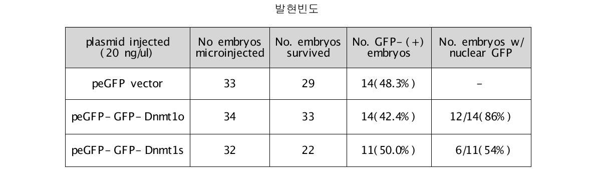 생쥐 초기배에서의 GFP-Dnmt1o, GFP-Dnmt1s, DsRed-Dnmt1s transgene의 발현빈도