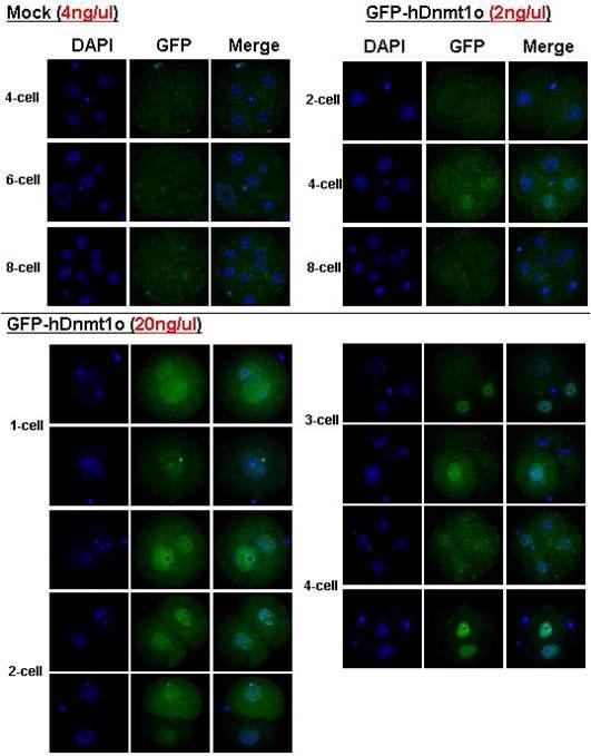 벡터 농도에 따른 생쥐 초기배에서의 GFP-Dnmt1o transgene의 발현 양상.