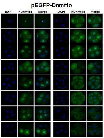 생쥐 초기배 발달단계에서 peGFP-Dnmt1o 단백질의 발현