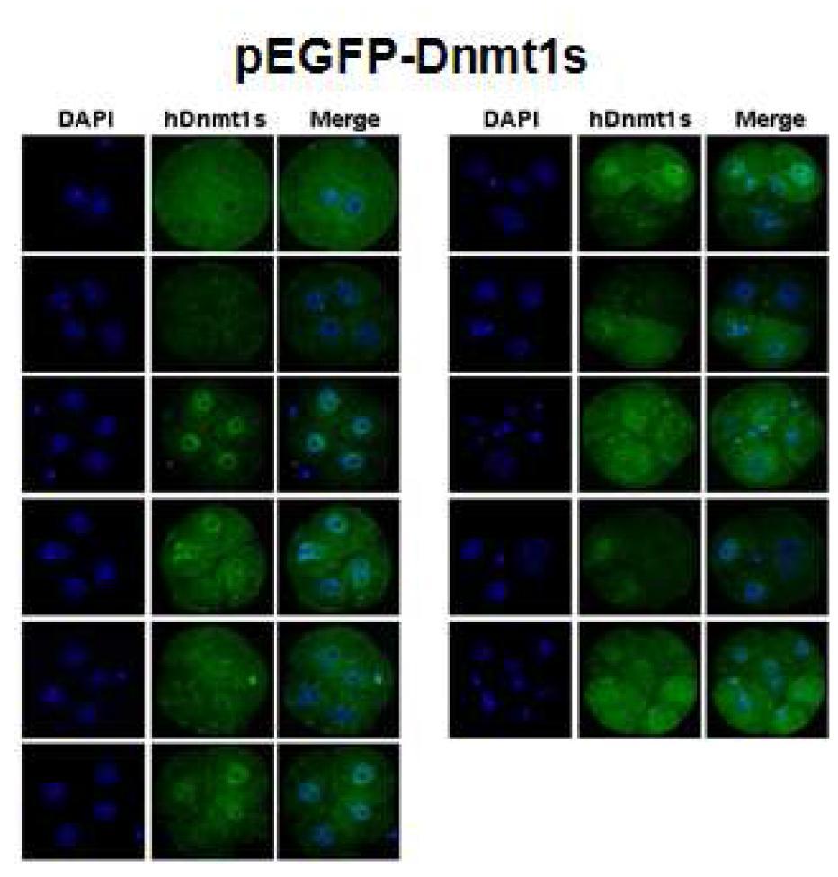 생쥐 초기배 발달단계에서 peGFP-Dnmt1s(위, green) 및 pDsRed-Dnmt1s(아래, red) 단백질의 발현