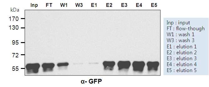 GFP 재조합 단백질의 순화