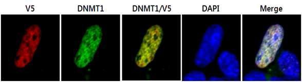Dnmt1-V5-Dam벡터가 도입된 세포에서 Dnmt1 항체와 V5 항체로 면역 염색함