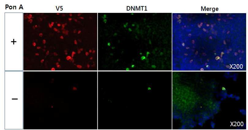 Dnmt1-V5-Dam이 도입된 세포에서 Ponasterone A에 의한 Dnmt1-V5-Dam 단백질의 발현 유도