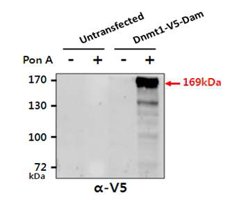 Dnmt1-V5- Dam이 도입된 세포에서 Ponasterone A에 의한 Dnmt1-V5-Dam 발현 유도