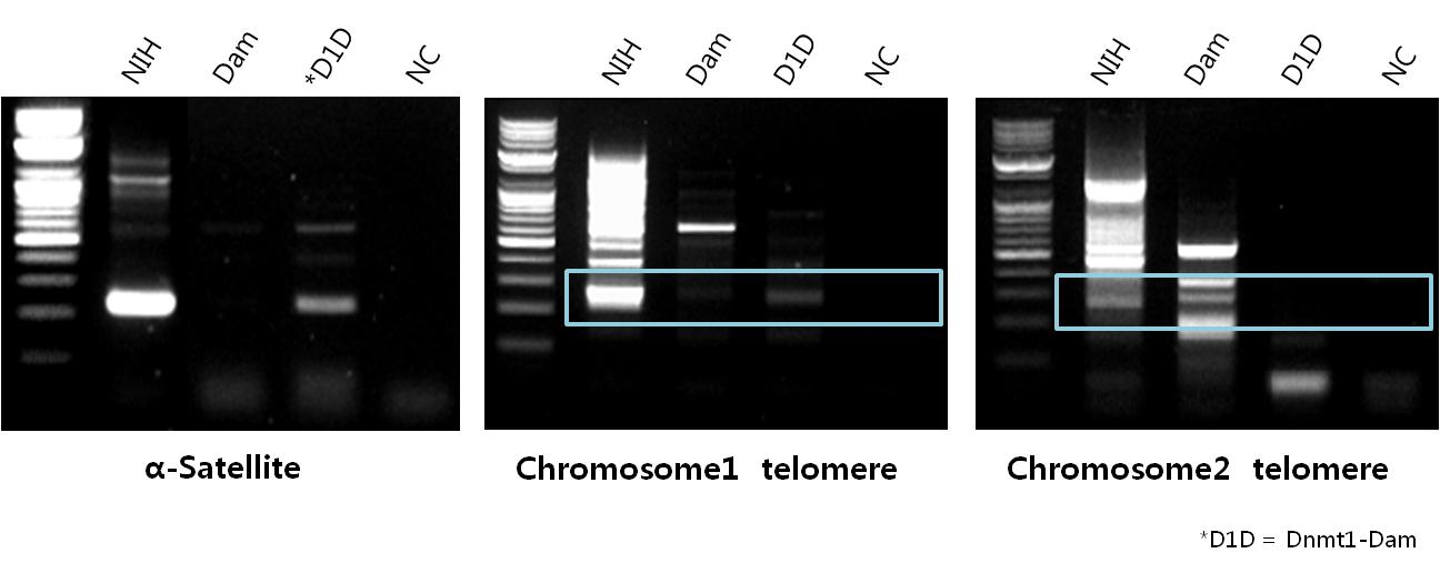 Dam-only(Dam)와 Dnmt1-Dam(D1D) 샘플간 α-Satellite와 Chromosome1 & 2의 telomere 서열 밀집도 조사