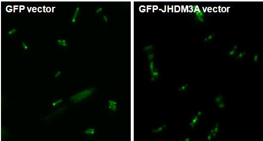 E.coli에서 발현되고 있는 재조합 GFP-JHDM3A 단백질.