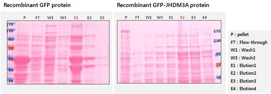 재조합 GFP 단백 질과 재조합 GFPJHDM3A 단백질의 정제.