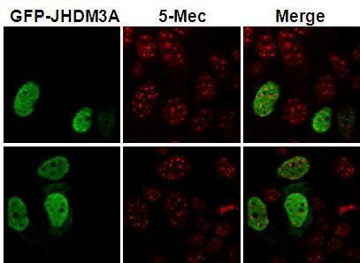 pEGFP-JHDM3A가 도입된 세포에서 5-MeC 수준 관찰