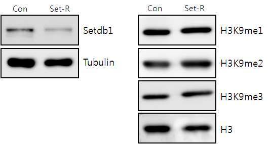 Western blotting을 통한 Setdb1 발현 억제에 의한 H3K9 메틸화의 변화양상