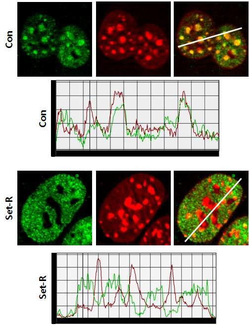 면역염색신호의 정량화를 통한 Setdb1 발현 억제에 의한 DNA 메틸화 양상의 변화 관찰