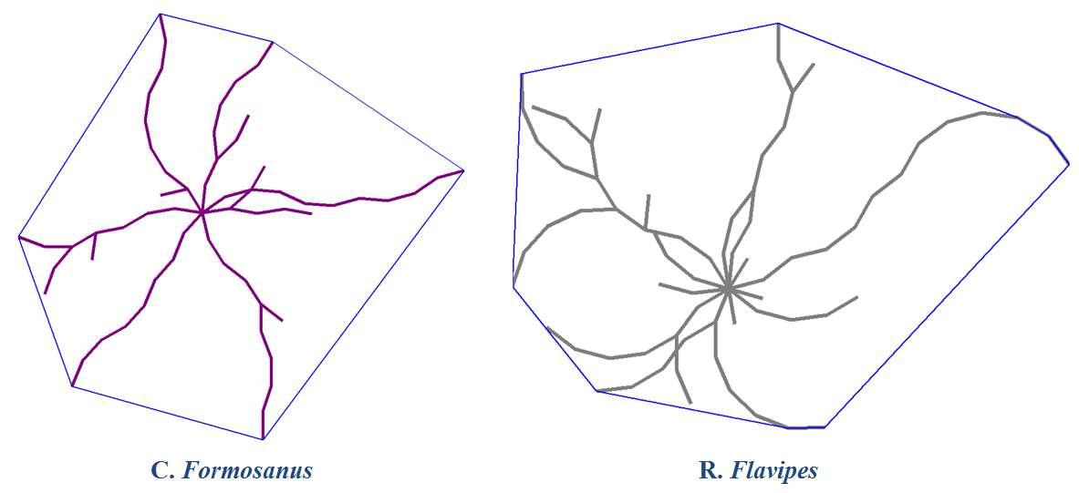 흰개미의 터널 패턴 - C.formosanus (좌) & R.flavipes (우)