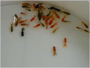 Shoal of goldfish