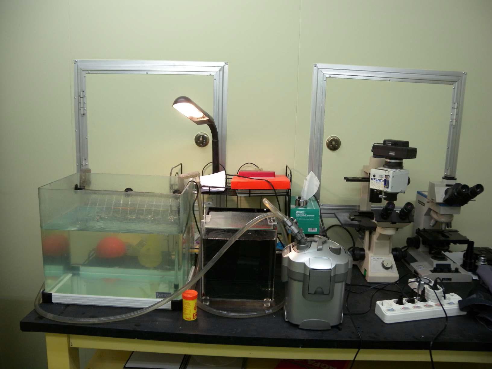 실험용 어류의 실험실 환경적응