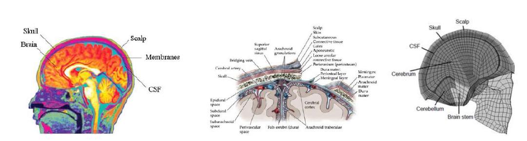 머리의 해부학적 구성 및 기 개발된 머리 유한요소 해석 모델
