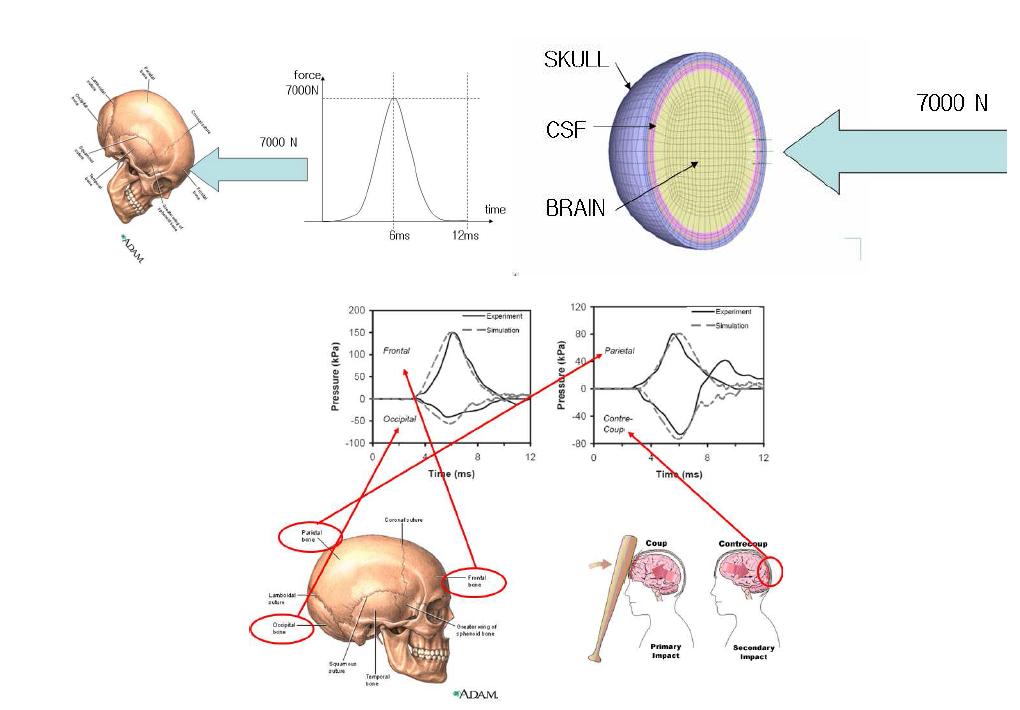 기 발표된 머리 충격 시험 및 해석 결과