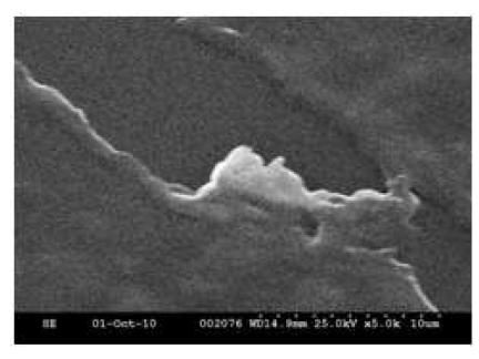 SEM image of conducting polymer electrodes showing both the smoothness of the film and voids on film that were not wetted or coated with the conducting polymer.