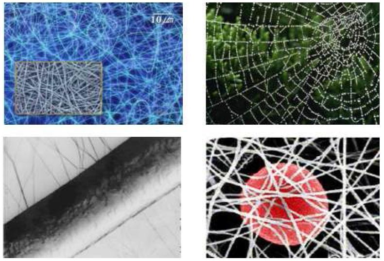 (좌상) 전기방사법으로 만든 나노섬유 웹(web) / (우상) 거미줄(300nm) / (좌하) 머리카락(100㎛) 위의 나노섬유 / (우하) 적혈구(2 ㎛) 위의 나노섬유