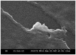 SEM image of conducting polymer electrodes showing both the smoothness of the film and voids on film that were not wetted or coated with the conducting polymer.