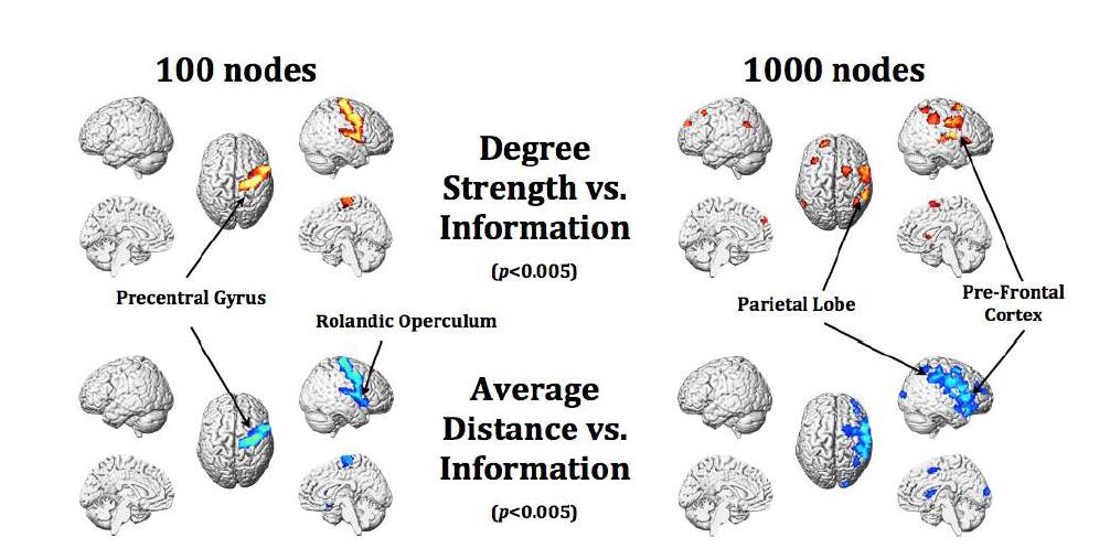 기본지식(information)과 degree strength 및 average distance와의 상 관성분석 결과. 유의미한 양(음)의 상관성은 붉은색(파란색) 계열로 mapping되 어 있다. 왼쪽 그림은 100개 노드에 대한 분석 결과이고, 오른쪽 그림은 1000개 노드에 대한 분석 결과이다.