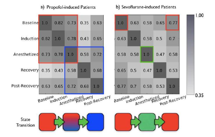 서로 다른 마취제를 투여했을 경우의 의식 상태 변화의 차이를 백본 그룹 구성의 변화의 관점에서 바라본 결과. 백본 그룹의 유사도 관점에서 해석할 때 프로포폴의 경우 마취로 진입하여 돌아오는 과정이 마취에 진입하는 과정과 확연한 차이를 보이는 반면, 세보플루레인의 경우 마취 전후 과정의 차이가 거의 없음을 볼 수 있다. 이는 마취제의 방식 (액체/기체) 및 작용 기작의 차이를 반영한다[Lee:2011].