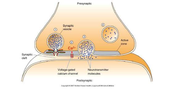 화학적 시냅스 전달 ([Bear:2006])