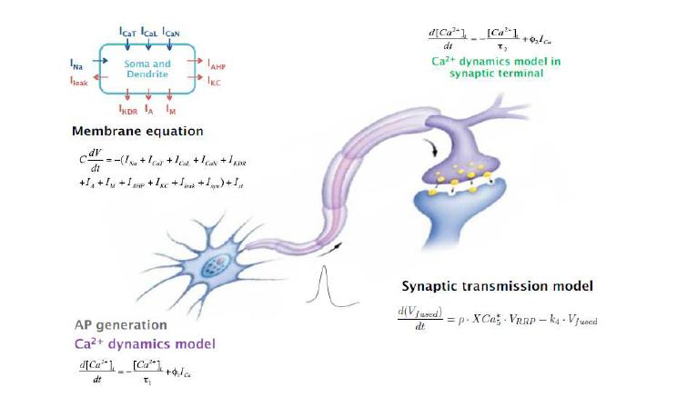 해마에서 신경 세포 연구를 위해 필요한 모델의 개략도