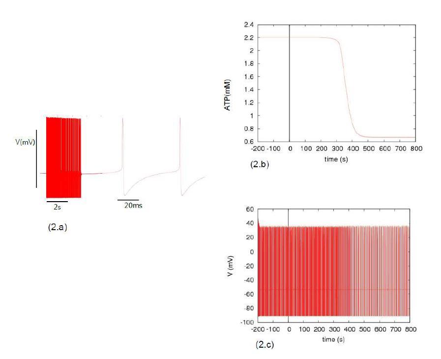 일정 전류 자극을 주고, glucose 양을 변화 시켰을 때 모델 의 membrane potential dynamics. (a) bursting 하나를 확대한 모습, 40ms 간격의 spiking이 수십~수백 개 모여 하나의 bursting을 이룬 다. (b) glucose농도를 4.8mM로 유지하다 0초에서 1.5mM로 줄였을 때 세포 내의 ATP농도가 300초 후에 줄어드는 것을 볼 수 있다. (c) 뉴런의 membrane potential dynamics. Glucose 공급 감소로 인해서 ATP 가 줄어들고 그와 동시에 뉴런활동이 현저하게 줄어드는 것을 볼 수 있다.