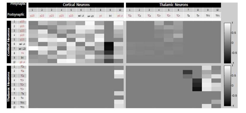 Connectivity map between thalamic and cortical neurons