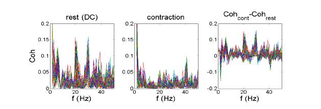 근육 수축 및 이완 상태에서의 근전도와 뇌파사이의 phase coherence
