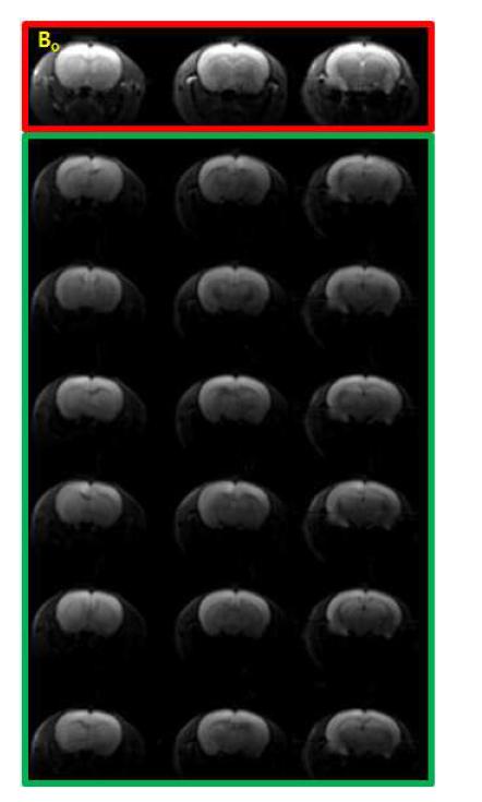 Rat Brain DTI 영상 (9.4T MRI) 적색 박스: B0 영상 , 녹색 박 스: 6가지의 Gradient Diffusion 방향 영상뇌 질환 연구를 위한 MRI 영상 화 기법 개발