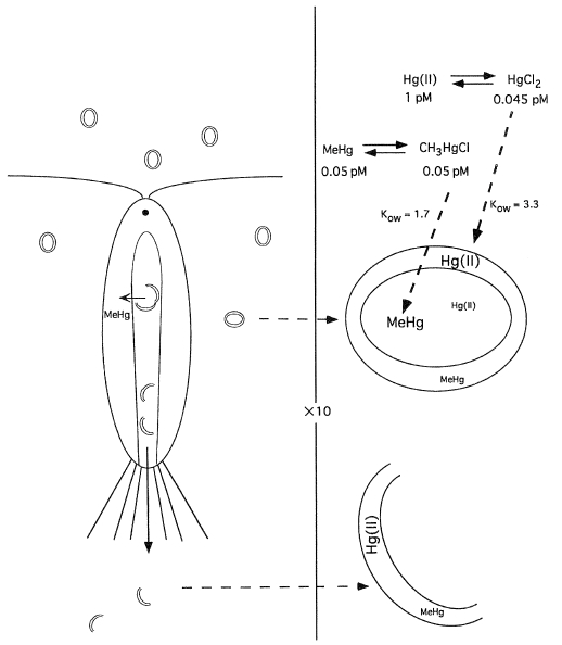 그림 2.3 무기수은과 유기수은의 미생물 세포내 축적 과정