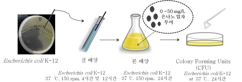 그림 3.1.6 은나노 입자의 미생물에 대한 독성 실험 과정