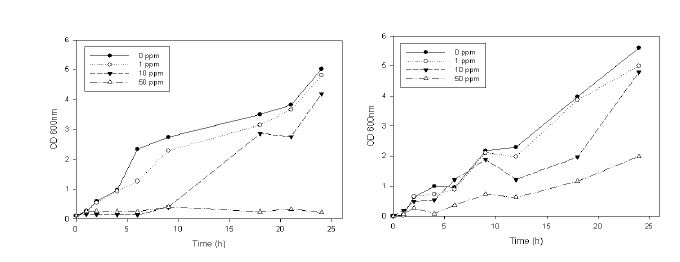 그림 3.1.8 은나노 입자의 농도에 따른 Escherichia coli K-12 생장 곡선. 전 배양 4시간 균주 사용 (좌), 전배양 12시간 균주 사용 (우)