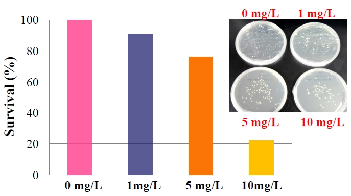 그림 3.1.9 은나노 입자의 농도 증가에 따른 Colony Forming Unit (CFU) 실험 결과 및 생존율 (%)의 영향