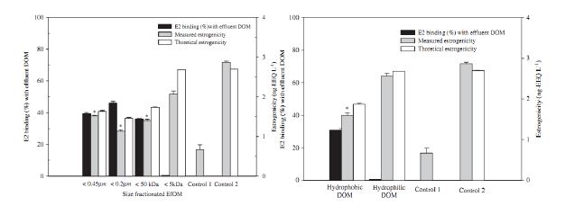 그림 3.2.6 다양한 크기의 DOM에 대한 E2의 결합 백분율 및 estrogenic 활성도,