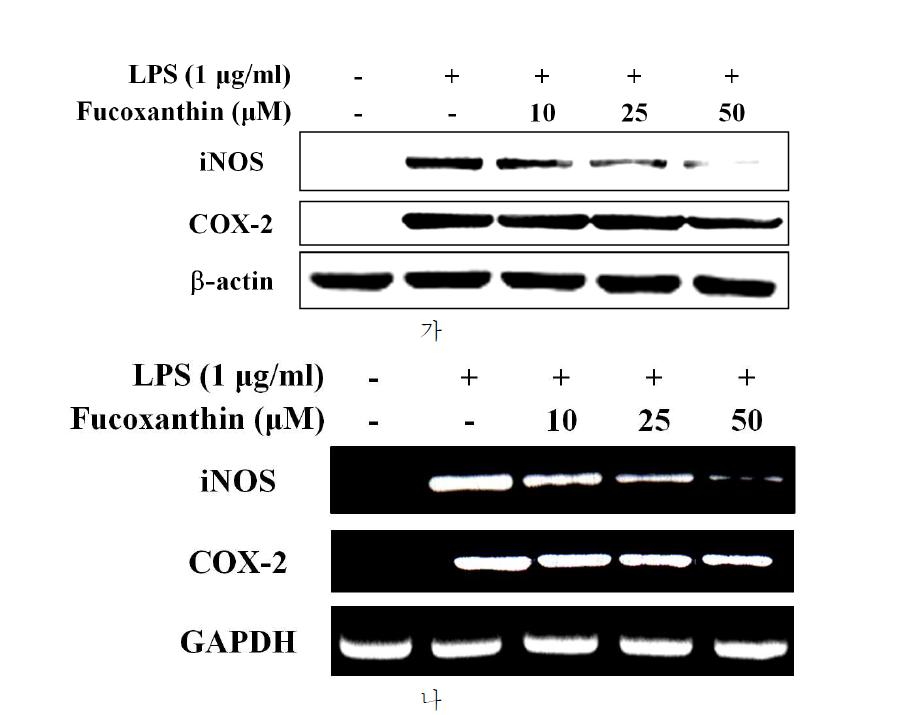 다시마로부터 분리된 fucoxanthin의 iNOS와 COX-2 효소 단백질 발현 저해 효과