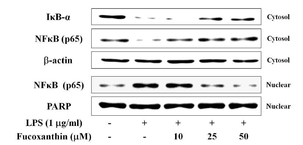 다시마로부터 분리한 fucoxanthin이 NF-κB 전사인자의 활성화에 미치는 영향