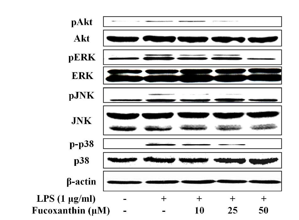 다시마로부터 분리된 fucoxanthin이 MAPKs와 Akt의 활성화에 미치는 영향