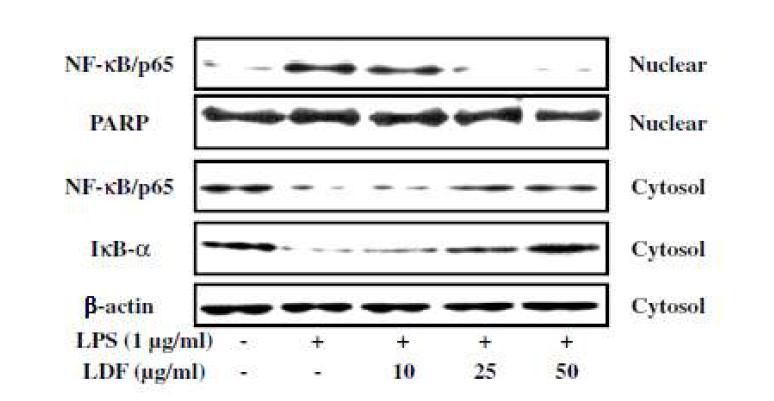 다시마 디클로로메탄 분획물이 NF-κB 전사인자의 활성화에 미치는 영향