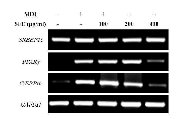 참모자반 주정 추출물의 비만 관련 전사인자의 mRNA 발현 조절