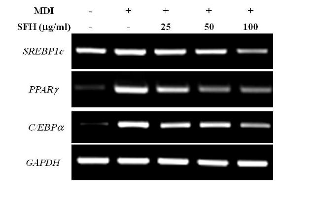 참모자반 n -헥산 분획물의 비만 관련 전사인자의 mRNA 발현 조절