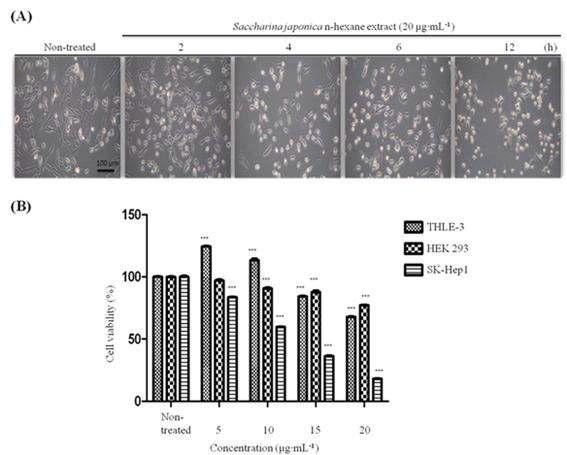 Fraction-2의 암세포 증식 억제 효과 및 세포 변화의 현미경 관찰