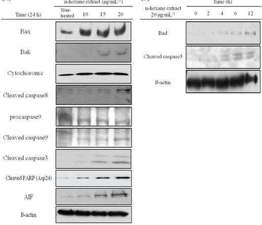 Fraction-2에 의한 세포사멸(apoptosis) 관련 단백질들의 발현 분석