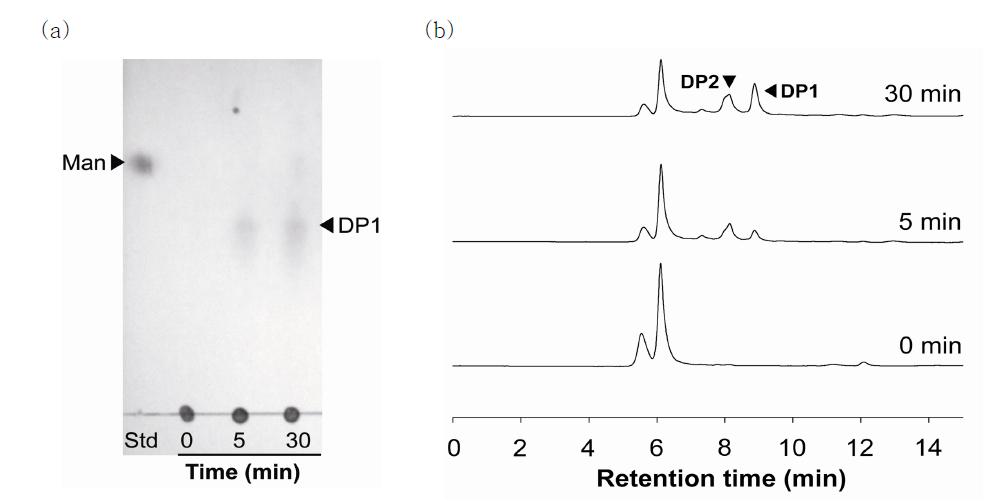 알긴산과 Alg17C의 반응 산물의 시간에 따른 (a) TLC 및 (b) HPLC크로마토그램